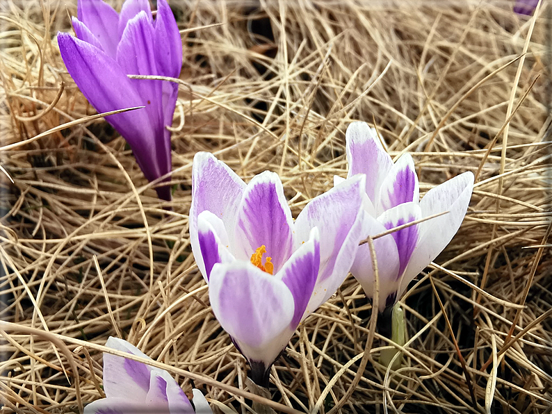 foto Poggio Frassati